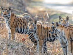 20211002175538 Grouop of tigers in Pench park